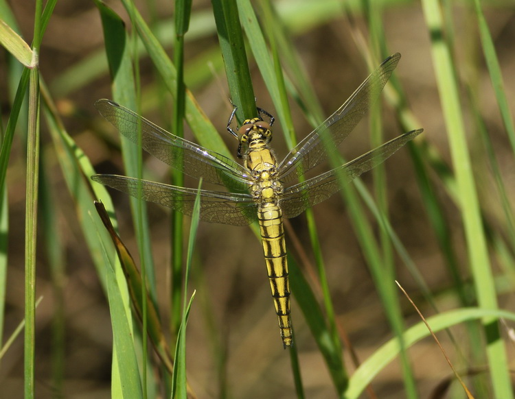 Orthetrum coerulescens ?